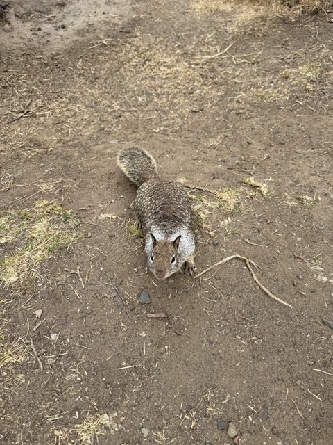 Curious Cambria Resident