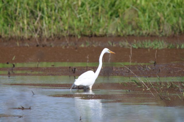 Great Egret Wading in Shallow Wetland Waters