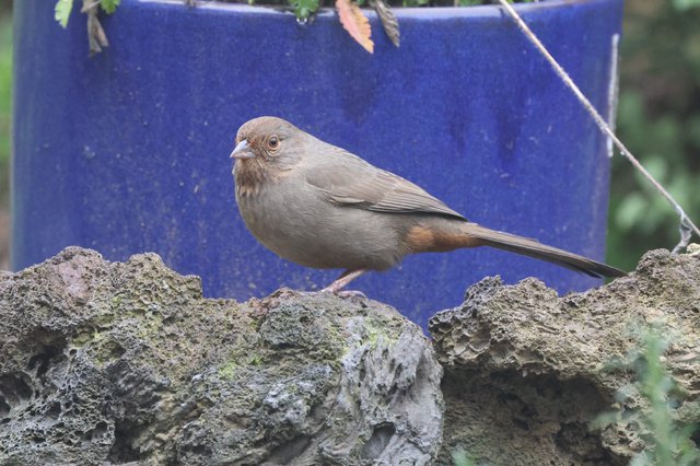 Gray Juvenile Bird Perched on Textured Stone Wall