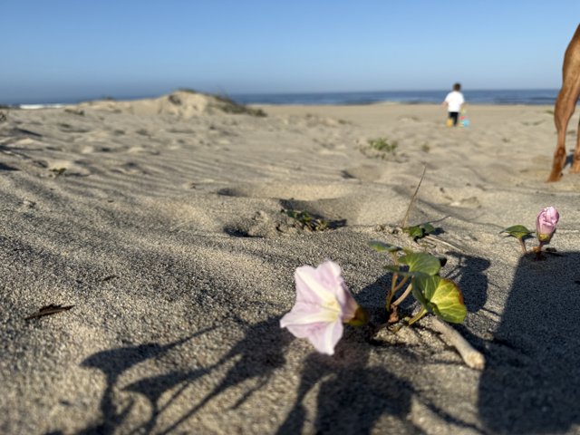 Blossoms by the Shore