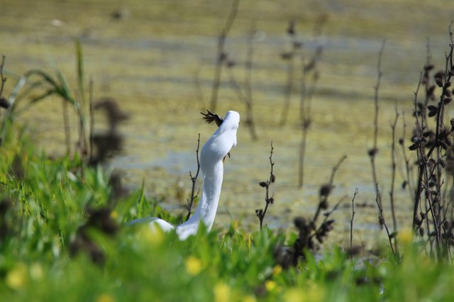 Snowy Egret Preening Among Wetland Vegetation