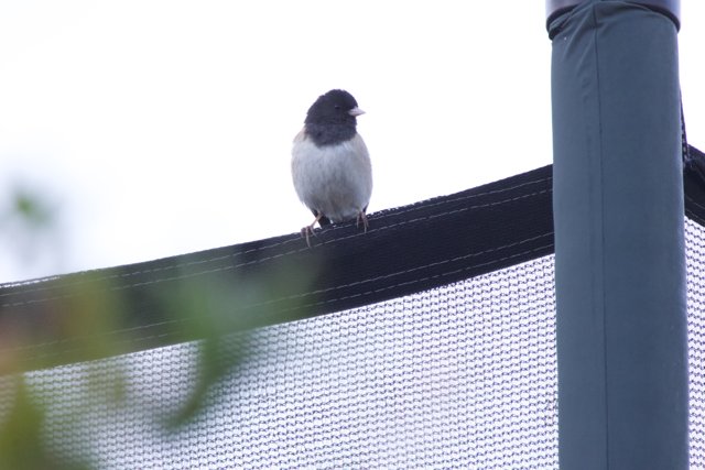 Perched at Dusk