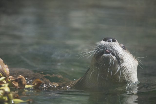 Curious Otter in Walnut Creek