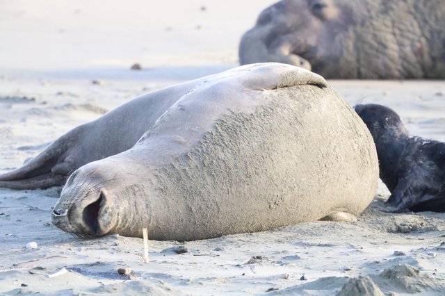 Elephant Seal Resting on Sandy Beach at Drakes Beach