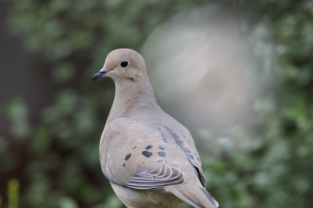 Mourning Dove Portrait in Natural Habitat