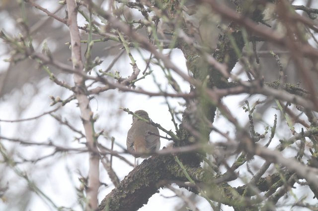 Green Finch Perched Among Bare Winter Branches
