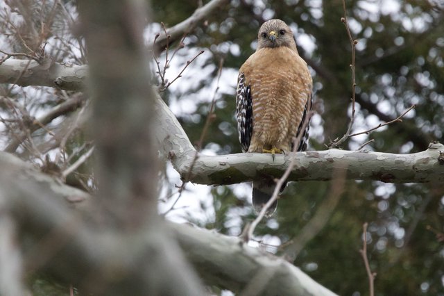Red-shouldered Hawk Perched on Winter Branch