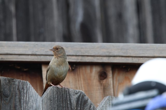 Small Brown Bird Perched on Weathered Wooden Fence