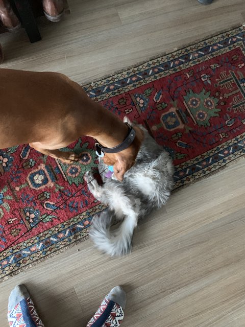 Furry companions on hardwood floor