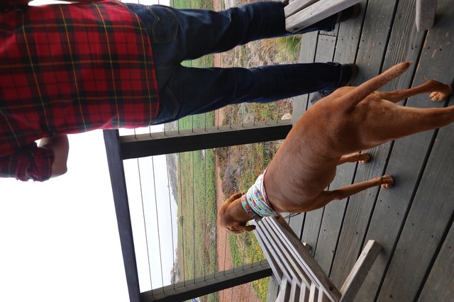 Dog and Owner on Rural Deck Overlook