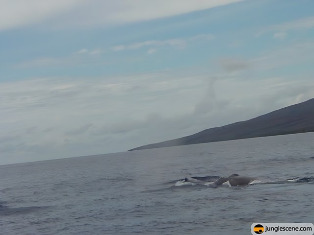 Majestic Humpback Whales in the Hawaiian Ocean