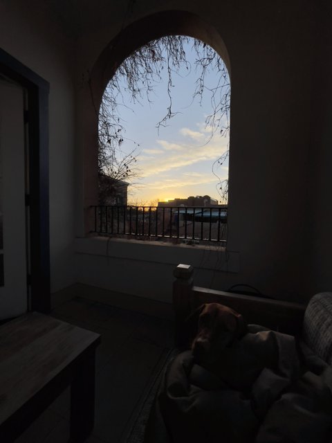 Furry companion enjoying the Santa Fe sunset