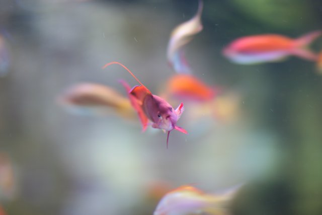 School of Fish in an Aquarium