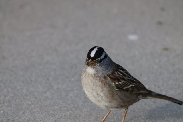 White-Crowned Sparrow on Gray Pavement Close-Up