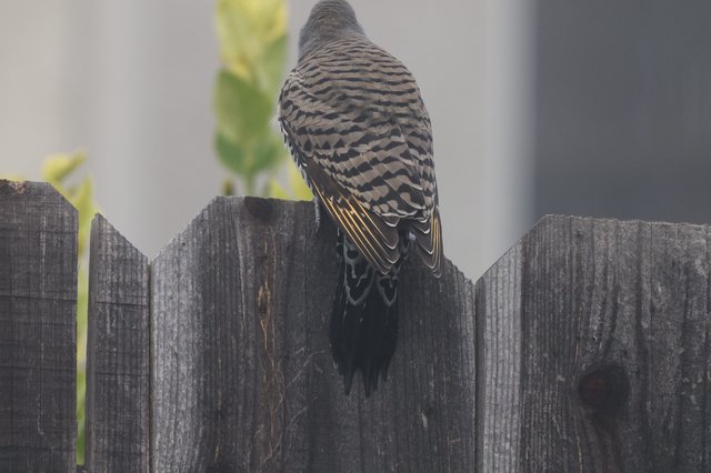 Zebra Dove Perched on Weathered Wooden Fence