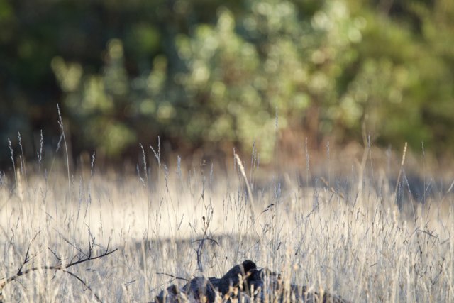 Tranquility in the Grasslands