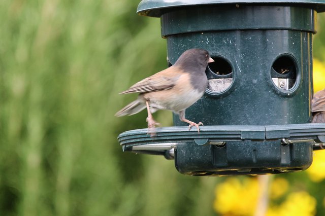 Dark-Eyed Junco Perched on Green Bird Feeder