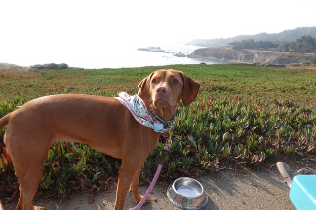 Dachshund with Coastal Ocean View Adventure