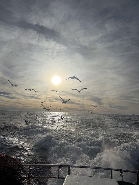 Soaring Above the Waves