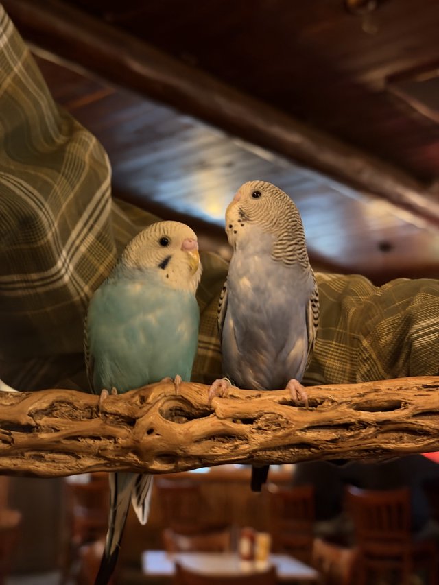Two Budgerigars Perched on Driftwood Branch at Home
