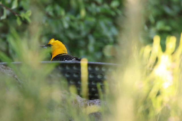 Hooded Oriole Perched Among Garden Foliage