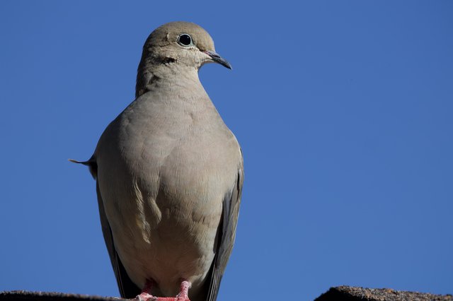 Mourning Dove Portrait Against Clear Blue Sky