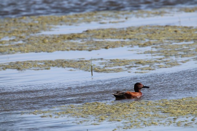 Cinnamon Teal Duck Swimming Among Wetland Algae