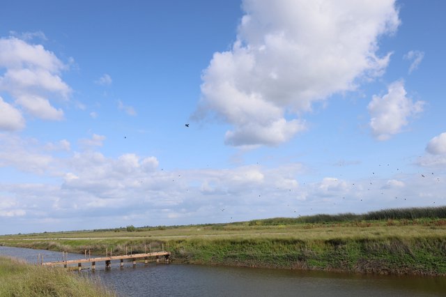 Tranquil Wetlands with Wooden Dock and Flying Birds