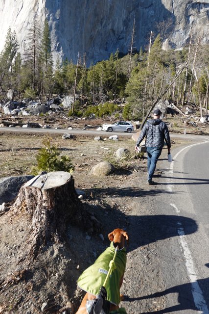 Man and His Dog Take a Hike in Yosemite