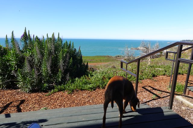 Dog Enjoying Coastal Garden View