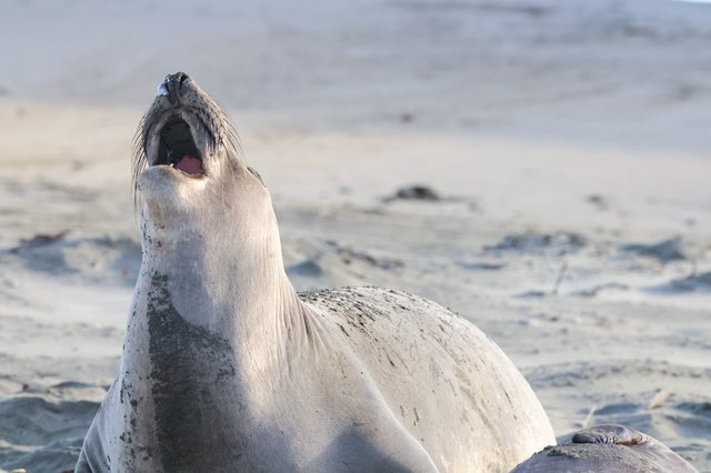 Elephant Seal Pup Yawning at Drakes Beach