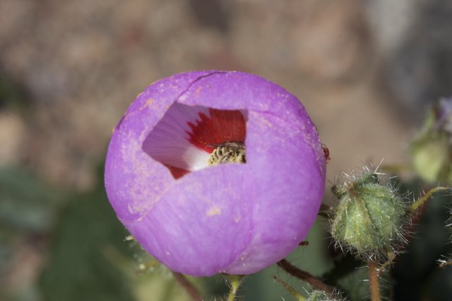 Purple Geranium Flower with Center Hole