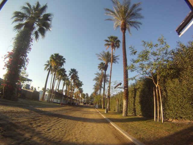 The Tranquil Pathway of Palm Trees