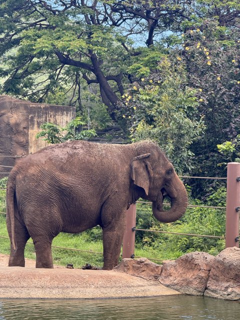 Majestic Tranquility: An Elephant at Honolulu Zoo
