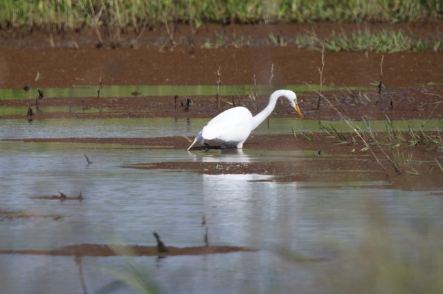 Great Egret Hunting in Shallow Wetland Waters