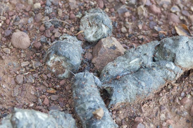 Owl Pellets Scattered on Rocky Desert Ground