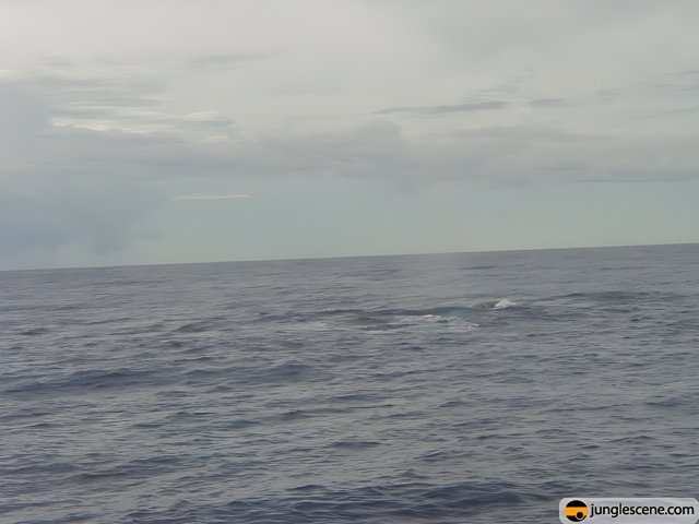 Majestic whale swimming in the cloudy ocean