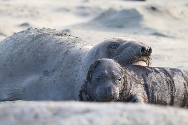 Elephant Seal Mother and Pup Resting on Beach