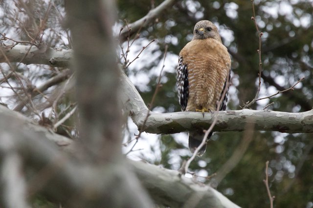 Red-Shouldered Hawk Perched on Bare Winter Branch