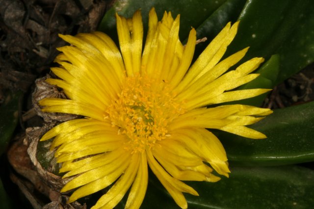Yellow Treasure Flower