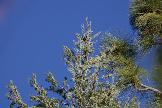 Frosted Pine and Fir Against Clear Blue Sky