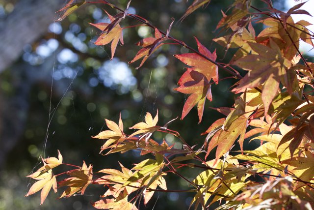 Maple Morning Glow