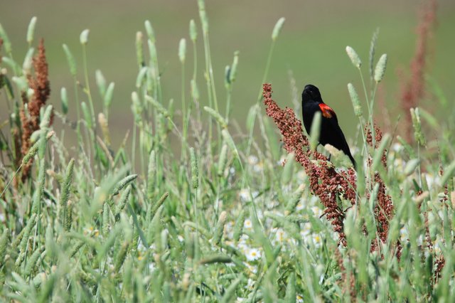 Red-winged Blackbird Calling in Wetland Grasses