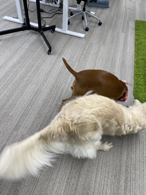 Furry Friends Take Over the Office
