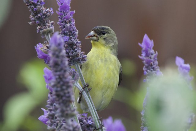 Serenade Among the Lavenders
