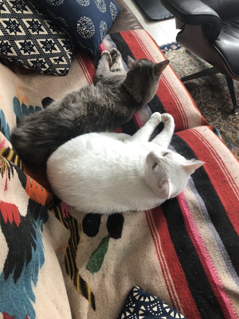 Double Catnap on the Couch