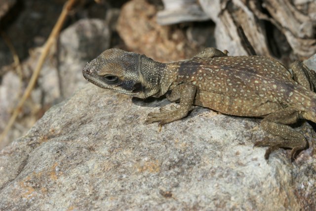 Desert Monitor Lizard