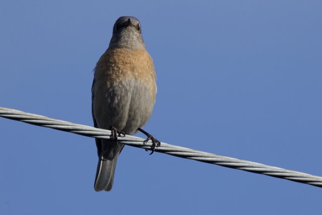Perched Elegance