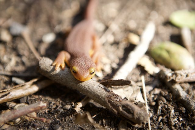 Tiny Lizard on a Temescal Canyon Branch