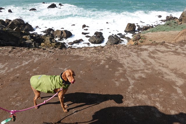 Stylish Doggo on the Seashore